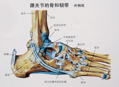 腳骨關節外觀膝關節骨密度研究.jpg